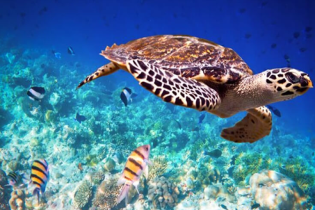 Paket Wisata Pulau Pramuka 2025