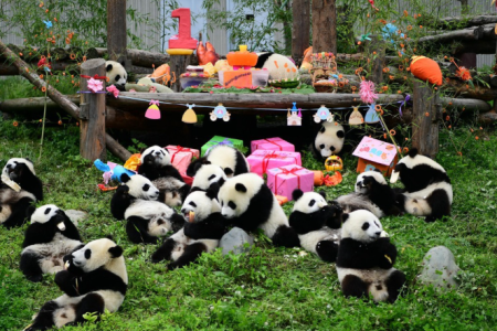 Paket Wisata Chongqing Chengdu Dazu Rock & Panda Valley Dep : 28, 29 Dec 2025